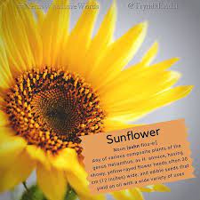 Sunflower Nerdswholovewords Wordoftheday Photo By Oliagozha On Unsplash Noun Suhn Flou Er Definition An Edible Seeds Word Of The Day Words Matter