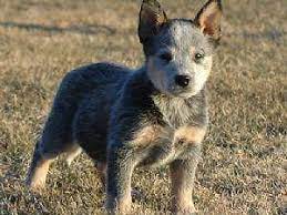 Only males left and 7.5 weeks old if interested please contact area code 916 eight 4 eight, 45 zero five. V V Queensland Heeler Austrailian Cattle Pups For Sale For Sale In Escalon California Classified Americanlisted Com