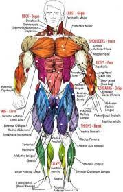 Muscle Names Muscle Names Hd Stock Images Shutterstock Finally Some Muscles Are Named According To Their Location In The Body Something2sharewith