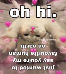 Find What You Love And Let It Kill You Meme Still Promised Jiaa To Dedicate A Post To Her So Sihyunity This Ones For You Love You Meme Cute Cat Memes Cute Memes