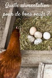 Alimentation Ponte Poule Oeufs Grains Alimentation Poule Nourriture Poule Pondeuse Alimentation Poule Pondeuse