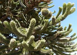 Image result for Strephonema sericeum