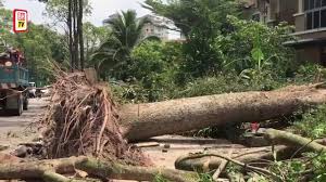 More images for pokok tumbang in english » 122 Pokok Tumbang Di Putrajaya
