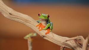 A natural, comfortable shelter is important as. 5 Cool Facts About Red Eyed Tree Frogs Pet Reptiles Youtube