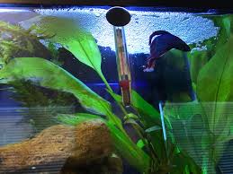 A large / long tank is recommended as tetras are. The Bubble Nest That Never Ends Part 2 This Is Probably The Largest One He S Made So Far And Unfortunately For Him It S Water Change Day Lol Bettafish