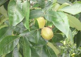 Trees require a large amount of energy to create hard Products Hickory Hican Grimo Nut Nursery