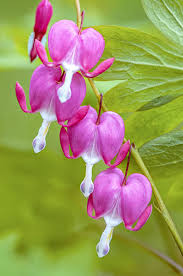 75 Flowers With Surprising Meanings - Meanings of Flowers