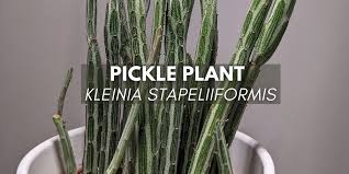 Image result for Kleinia