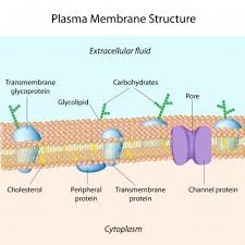 ^ cell overview eukaryote bacteria model >. Components Of Plasma Membrane