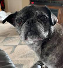 Boston terrier and pug mix. Pug Rescue Of New England Adopted 8 2020 Carmella 10 Year Old Brindle Female Bug Boston Terrier Pug Mix Needs To Be The Only Dog Or Shared Home With Submissive Dog