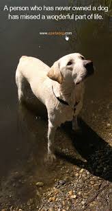 A Person Who Has Never Owned A Dog Has Missed A Wonderful Part Of Life Spartadog Dogs Quotes Dog Quotes Dog Quotes Love Dogs