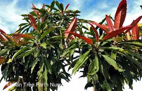 Image result for Eriobotrya