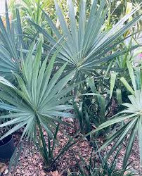 Image result for Sabal etonia