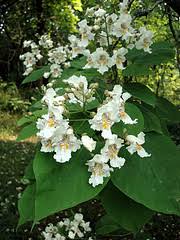 Maybe you would like to learn more about one of these? Catalpa Tree Ncpedia