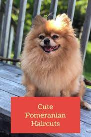 Fox Face Pomeranian Haircut Pomeranian Haircut Cute Pomeranian Pomeranian