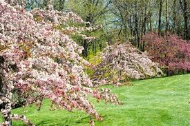 The dwarf meyer lemon tree is one of the best varieties you can grow to produce citrus fruit in a small space. Fleeting Glimpse Crabapples I Have Loved A Way To Garden