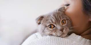 Cats are good at detecting dogs can detect cancer odor signatures in a person's skin, urine, and sweat. Can Cats Sense Pregnancy Before You Know