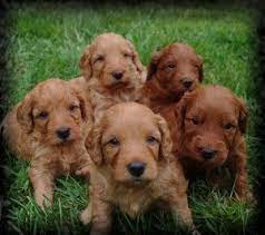 We live on a 60 acre farm where our guys and gals have plenty of room to play, run and swim. Group Of 5 Male Puppies Apricot And Red At Ashford Manor Labradoodles In Indiana Australian Labradoodle Puppies Labradoodle Labradoodle Puppy