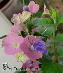 Image result for Karomia tettensis