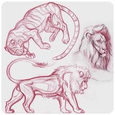 Jawcooper Illustrator Inspiration Animal Drawings Sketches Sketches