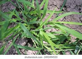 Image result for Digitaria sanguinalis