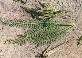 Image result for Hydrostachys polymorpha