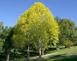 Maybe you would like to learn more about one of these? Alberi A Fiore Giallo