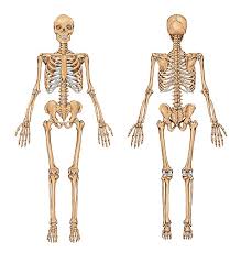 Bodyman Full Skeleton Chart No Names Front And Back John