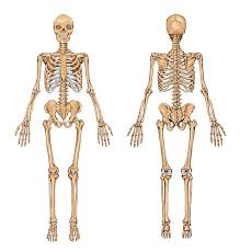 bodyman full skeleton chart no names front and back john