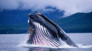 Blue Whale Wallpaper 134782 Download wallpapers whale for desktop and mobile in hd, 4k and 8k resolution. blue whale wallpaper 134782