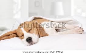 Your bed should be the focal point of your bedroom. Shutterstock Puzzlepix