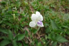 Image result for Asystasia malawiana