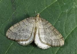 Image result for Operophtera fagata