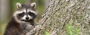 Leading provider of animal control & pest control pest control professionals protecting your home and business from ants, mice, roaches, wasps residential animal & pest control. Pest Control Services Residential Commercial