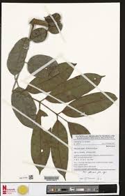 Image result for Pachylobus edulis