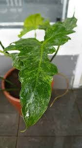 Philodendron Golden Dragon Philodendron Plants Indoor Plants