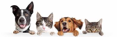 We did not find results for: Pet Food Selangor Dog Cat Food Supply Kuala Lumpur Kl Pet Accessories Supplier Malaysia Bees Premium Pet Food Enterprise