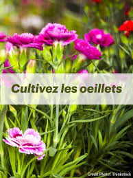 Les Astuces Pour De Beaux œillets En 2020 Oeillets Arbuste Detente Jardin