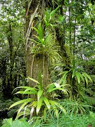 What Is The Difference Between Epiphytes And Parasites Pediaa Com