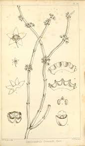 Image result for Cynanchum gerrardii