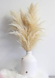 Dried Pampas Grass In Natural Color6 Stems Per Bunch30 32 Tall Pampas Grass Decor Dried Flowers Grass Decor