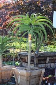 Image result for Aloe ballii