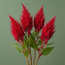 Image result for Celosia isertii