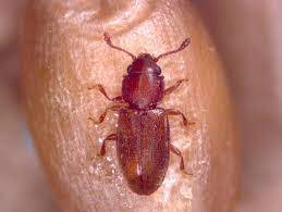 It is superficially similar to the rusty grain beetle. Foreign Grain Beetle