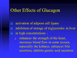 Carrying glucagon medication can help protect your health in case how does glucagon work to treat hypoglycemia? Insulin Glucagon And Diabetes Mellitus Ppt Download
