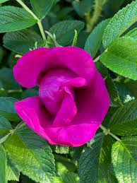 Gta 5 mod menu download xbox one apk / gta 5 mod menu pc free : Rosa Rugosa Take Time To Smell And Eat The Roses Hearken To Avalon