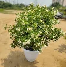 Image result for Murraya