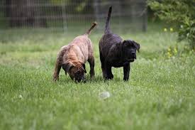 African boerboels and the spanish presa canario are choice breeds for serious personal protection. Cabeza Grande Kennel Presa Canario Breeders Presa Canario Puppies