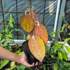 Image result for Carvalhoa macrophylla