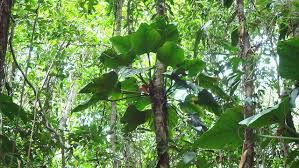 Philodendron Fragrantissimum Hook G Don Trees To Plant Plants Philodendron